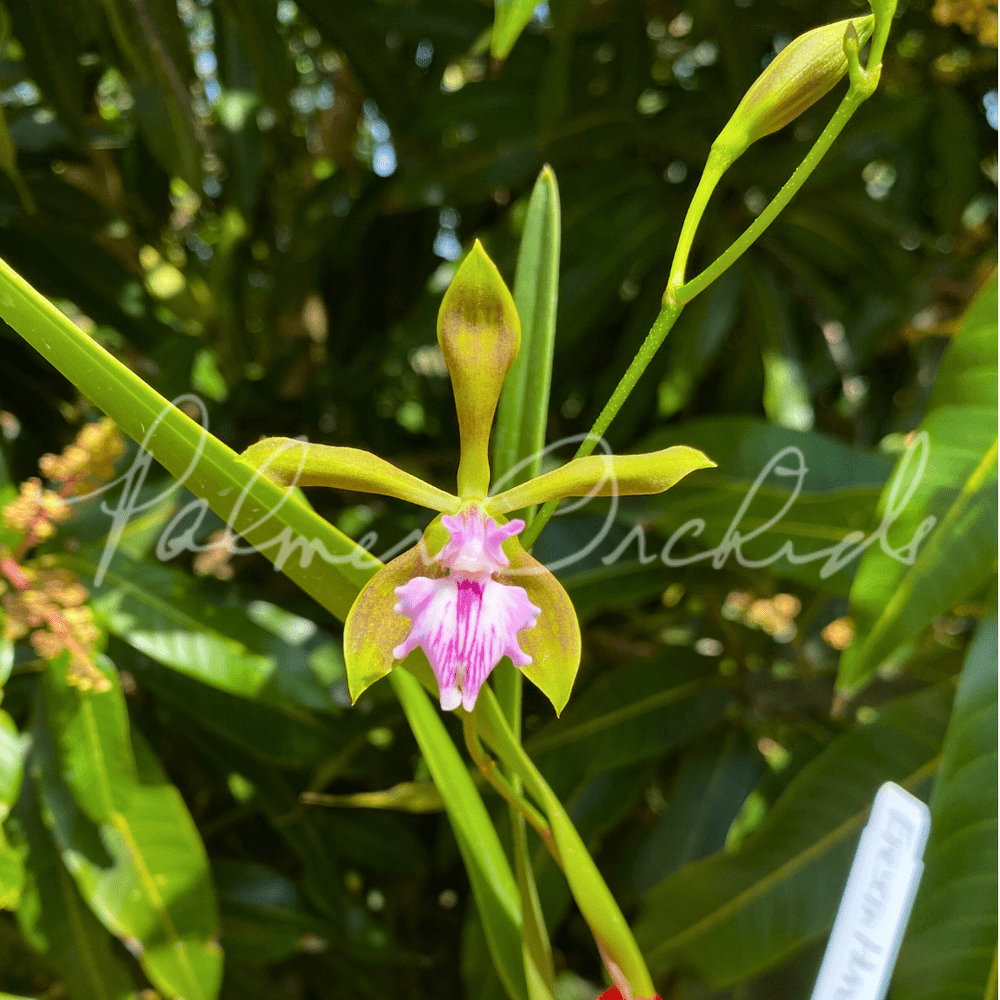 cosmosy ディハナ　ポラ de_hana（ディハナ）こと吉田花夏。 - 「日プ女子」出身者も！ドコモ発